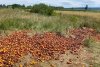 Tone de mere, aruncate în câmp, la Fălticeni: ”Oamenii nu vor să le ia nici pe gratis” 779822