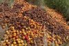 Tone de mere, aruncate în câmp, la Fălticeni: ”Oamenii nu vor să le ia nici pe gratis” 779823