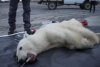 Drama suferită de Monetocika, ursoaica polară care și-a prins limba într-o cutie de conserve | Ce au făcut localnicii după ce n-au reușit s-o salveze 780621