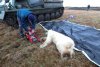 Drama suferită de Monetocika, ursoaica polară care și-a prins limba într-o cutie de conserve | Ce au făcut localnicii după ce n-au reușit s-o salveze 780622