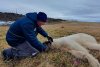 Drama suferită de Monetocika, ursoaica polară care și-a prins limba într-o cutie de conserve | Ce au făcut localnicii după ce n-au reușit s-o salveze 780623