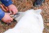 Drama suferită de Monetocika, ursoaica polară care și-a prins limba într-o cutie de conserve | Ce au făcut localnicii după ce n-au reușit s-o salveze 780625