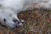 Drama suferită de Monetocika, ursoaica polară care și-a prins limba într-o cutie de conserve | Ce au făcut localnicii după ce n-au reușit s-o salveze 780626