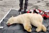 Drama suferită de Monetocika, ursoaica polară care și-a prins limba într-o cutie de conserve | Ce au făcut localnicii după ce n-au reușit s-o salveze 780628