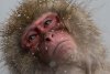 Decizie capitală după ce a fost prins un lider al bandei de macaci care ataca oameni, în Japonia 781671