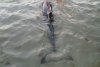 Un pui de delfin a eşuat pe plaja de la Mamaia. Mamiferul a fost salvat de turişti, salvamari şi ISU  781617