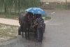 Un bărbat şi-a protejat cei doi cai cu umbrela, de o ploaie torenţială în Piteşti. A stat aşa minute în şir, pentru a calma animalele 782481