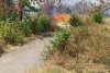 Incendiu puternic în Parcul IOR din București 782526