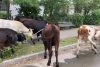 O cireadă de vaci a mâncat spațiile verzi din Iași | Animalele au rămas fără hrană din cauza secetei 784623