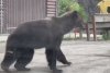 Imagini inedite cu puiul de urs care "cere îmbrăţişări" pe Transfăgărăşan 785043