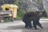 Imagini inedite cu puiul de urs care "cere îmbrăţişări" pe Transfăgărăşan 785044