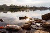 Misterul peștilor morți la granița dintre Germania și Polonia. Ce dezvăluie testele efectuate de un laborator german 785290