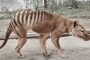 O specie rară de tigru, dispărută acum un secol, va fi readusă la viață | Primul experiment de acest gen din istorie 785515