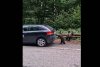 Un pui de urs "l-a ajutat" pe un șofer să pornească mașina, pe Trasfăgărășan | "Așa se întâmplă dacă rămâi fără motorină!" 786032