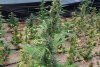 Canabis cultivat în sere, pe o suprafaţă de 60.000 de metri pătraţi, într-o zonă din munţi, în Bihor 786533
