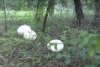 "Ne e frică să mâncăm aşa ceva" | Ciuperci-mutant de 3 kilograme, apărute în Gorj după ultima ploaie 788293
