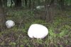 "Ne e frică să mâncăm aşa ceva" | Ciuperci-mutant de 3 kilograme, apărute în Gorj după ultima ploaie 788294