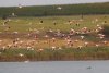 Sute de flamingo, observate pe lacul Goloviţa, lângă Jurilovca: "Este foarte posibil ca păsările să fi ajuns la noi din cauza războiului" 788493
