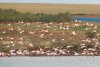 Sute de flamingo, observate pe lacul Goloviţa, lângă Jurilovca: "Este foarte posibil ca păsările să fi ajuns la noi din cauza războiului" 788494