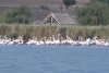 Sute de flamingo, observate pe lacul Goloviţa, lângă Jurilovca: "Este foarte posibil ca păsările să fi ajuns la noi din cauza războiului" 788495