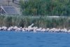 Sute de flamingo, observate pe lacul Goloviţa, lângă Jurilovca: "Este foarte posibil ca păsările să fi ajuns la noi din cauza războiului" 788497