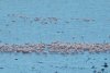 Sute de flamingo, observate pe lacul Goloviţa, lângă Jurilovca: "Este foarte posibil ca păsările să fi ajuns la noi din cauza războiului" 788498