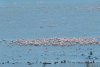 Sute de flamingo, observate pe lacul Goloviţa, lângă Jurilovca: "Este foarte posibil ca păsările să fi ajuns la noi din cauza războiului" 788499