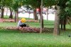 Tânără cu BMW, prinsă când fura flori cu tot cu rădăcină dintr-un parc din Craiova 789119