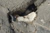 O pisică “asfaltată” sub planșeul Podului Izvor din București a fost salvată după cinci zile de captivitate  790735