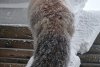 Foxy, vulpea-vedetă a staţiei meteo de la Vârful Omu, şi-a făcut din nou apariţia. Imagini surprinse de meteorologi, pe zăpadă 793119