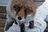 Foxy, vulpea-vedetă a staţiei meteo de la Vârful Omu, şi-a făcut din nou apariţia. Imagini surprinse de meteorologi, pe zăpadă 793120