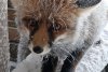 Foxy, vulpea-vedetă a staţiei meteo de la Vârful Omu, şi-a făcut din nou apariţia. Imagini surprinse de meteorologi, pe zăpadă 793121