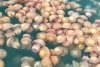 Invazie de meduze pe litoral. Imagini inedite surprinse de pescari 793182