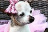 A murit Pebbles, cel mai bătrân câine din lume: "A fost un partener unic în viață" 793547