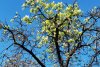 Primăvară în plină toamnă! Copacii din Oradea au înflorit pentru a doua oară în acest an 793587