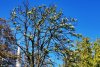 Primăvară în plină toamnă! Copacii din Oradea au înflorit pentru a doua oară în acest an 793588