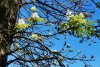 Primăvară în plină toamnă! Copacii din Oradea au înflorit pentru a doua oară în acest an 793589