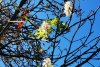 Primăvară în plină toamnă! Copacii din Oradea au înflorit pentru a doua oară în acest an 793590