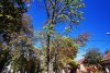 Primăvară în plină toamnă! Copacii din Oradea au înflorit pentru a doua oară în acest an 793593