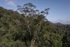 A fost descoperit cel mai mare copac din Amazon. Cum arată arborele înalt cât un bloc cu 25 de etaje 793730