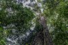 A fost descoperit cel mai mare copac din Amazon. Cum arată arborele înalt cât un bloc cu 25 de etaje 793731