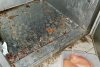 Insecte moarte şi produse stricate la un restaurant cunoscut din Bucureşti: "Templul mizeriei a fost oprit!" 793750