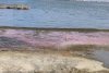Fenomen bizar la Constanţa. Apa Lacului Techirghiol s-a colorat în roz. Ce spun experţii 794965