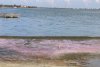 Fenomen bizar la Constanţa. Apa Lacului Techirghiol s-a colorat în roz. Ce spun experţii 794966