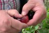 Locul din România unde crește tomata neagră. Ce beneficii aduce sănătăţii 794992