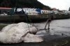 Creatura ciudată găsită pe o plajă din Europa. Are 3 tone și a doborât un record mondial 795091