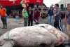 Creatura ciudată găsită pe o plajă din Europa. Are 3 tone și a doborât un record mondial 795094