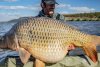 A fost prins "monstrul" din Lacul Horgeşti. Are 30 de kilograme şi le-a dat ceva de furcă pescarilor 795750