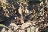 Primele imagini cu hamsteri româneşti descoperiţi în Rezervaţia Biosferei Delta Dunării, după trei ani de căutări 795902