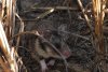 Primele imagini cu hamsteri româneşti descoperiţi în Rezervaţia Biosferei Delta Dunării, după trei ani de căutări 795903